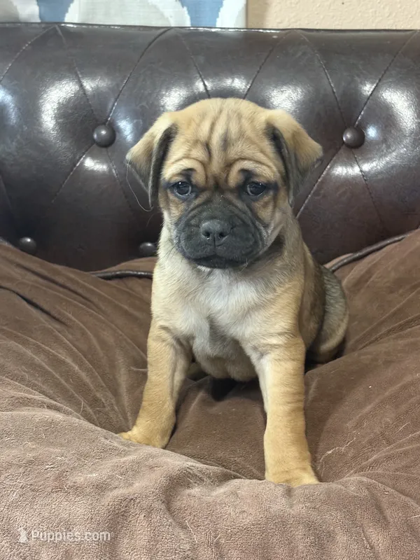 Bud – Miniature Pinscher, Pug puppy for sale in Cobb, WI
