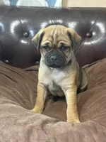 Bud, a male Miniature Pinscher and Pug for sale in Cobb, WI – 1 of 3