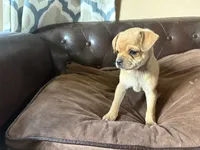 Cedar, a male Miniature Pinscher and Pug for sale in Cobb, WI – 4 of 4