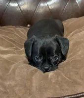 Jellybean, a male Miniature Pinscher and Pug for sale in Cobb, WI – Photo 1 of 8