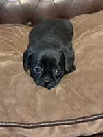 Jellybean, a male Miniature Pinscher and Pug for sale in Cobb, WI – Photo 6 of 8