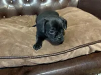 Jellybean, a male Miniature Pinscher and Pug for sale in Cobb, WI – Photo 8 of 8