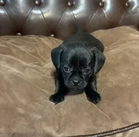 Jellybean, a male Miniature Pinscher and Pug for sale in Cobb, WI – Photo 3 of 8