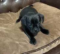 Jellybean, a male Miniature Pinscher and Pug for sale in Cobb, WI – Photo 2 of 8