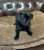 Jellybean, a male Miniature Pinscher and Pug for sale in Cobb, WI – Photo 4 of 8