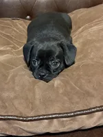 Jellybean, a male Miniature Pinscher and Pug for sale in Cobb, WI – Photo 5 of 8