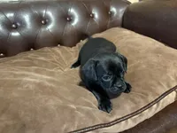 Jellybean, a male Miniature Pinscher and Pug for sale in Cobb, WI – Photo 7 of 8