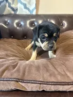 Rose, a female Miniature Pinscher and Pug for sale in Cobb, WI – 3 of 6