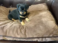 Daisy, a female Miniature Pinscher and Pug for sale in Cobb, WI – 3 of 3