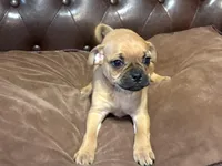 Cadberry, a male Miniature Pinscher and Pug for sale in Cobb, WI – Photo 2 of 4