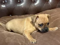 Cadberry, a male Miniature Pinscher and Pug for sale in Cobb, WI – Photo 3 of 4