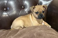 Cadberry, a male Miniature Pinscher and Pug for sale in Cobb, WI – Photo 1 of 4