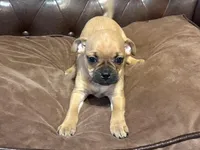 Cadberry, a male Miniature Pinscher and Pug for sale in Cobb, WI – Photo 4 of 4