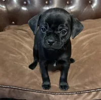 Peep, a male Miniature Pinscher and Pug for sale in Cobb, WI – Photo 2 of 5