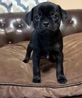 Peep, a male Miniature Pinscher and Pug for sale in Cobb, WI – Photo 1 of 5