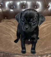 Peep, a male Miniature Pinscher and Pug for sale in Cobb, WI – Photo 3 of 5