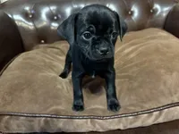 Peep, a male Miniature Pinscher and Pug for sale in Cobb, WI – Photo 4 of 5