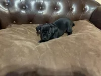 Peep, a male Miniature Pinscher and Pug for sale in Cobb, WI – Photo 5 of 5