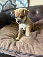 Spruce, a male Miniature Pinscher and Pug for sale in Cobb, WI – 3 of 4