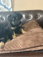 Sprout, a male Miniature Pinscher and Pug for sale in Cobb, WI – 3 of 4
