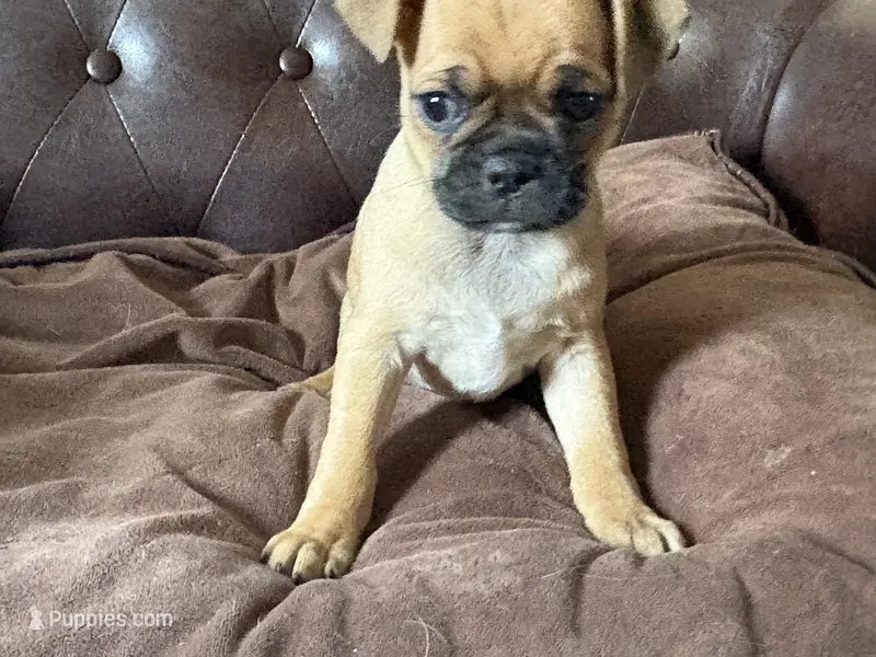 Ash – Miniature Pinscher, Pug puppy for sale in Cobb, WI