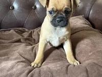 Ash, a male Miniature Pinscher and Pug for sale in Cobb, WI – 1 of 4