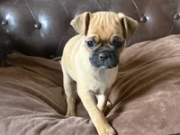 Ash, a male Miniature Pinscher and Pug for sale in Cobb, WI – 3 of 4