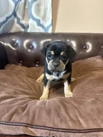 Rose, a female Miniature Pinscher and Pug for sale in Cobb, WI – 5 of 6