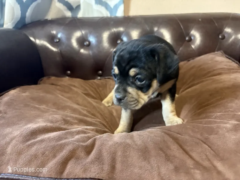 Rose – Miniature Pinscher, Pug puppy for sale in Cobb, WI