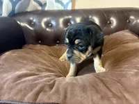 Rose, a female Miniature Pinscher and Pug for sale in Cobb, WI – 1 of 6