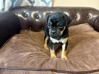 Dahlia , a female Miniature Pinscher and Pug for sale in Cobb, WI – 6 of 6