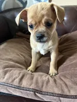 Spruce, a male Miniature Pinscher and Pug for sale in Cobb, WI – 4 of 4