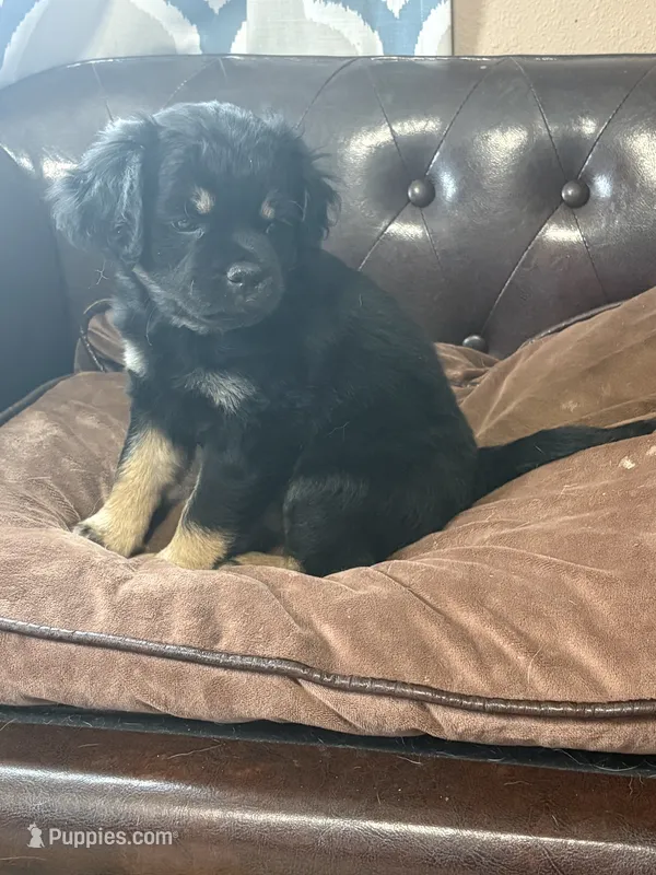 Oliver  – Miniature Pinscher, Pug puppy for sale in Cobb, WI