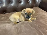 Marshmallow, a male Miniature Pinscher and Pug for sale in Cobb, WI – Photo 3 of 5