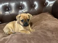 Marshmallow, a male Miniature Pinscher and Pug for sale in Cobb, WI – Photo 4 of 5