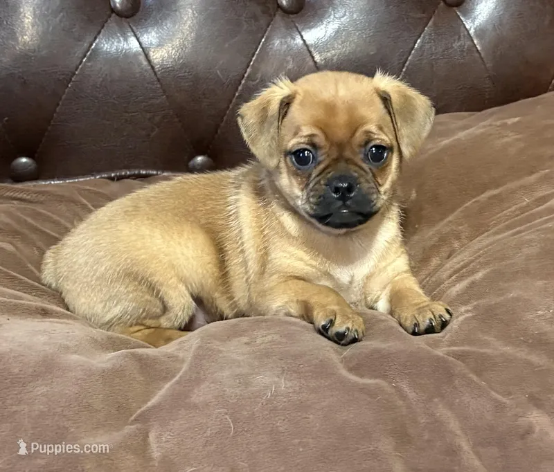 Marshmallow – Miniature Pinscher, Pug puppy for sale in Cobb, WI
