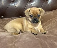 Marshmallow, a male Miniature Pinscher and Pug for sale in Cobb, WI – Photo 1 of 5