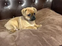 Marshmallow, a male Miniature Pinscher and Pug for sale in Cobb, WI – Photo 5 of 5