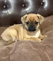 Marshmallow, a male Miniature Pinscher and Pug for sale in Cobb, WI – Photo 2 of 5