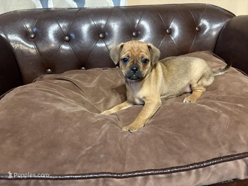Clover – Miniature Pinscher, Pug puppy for sale in Cobb, WI