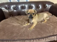 Clover, a female Miniature Pinscher and Pug for sale in Cobb, WI – Photo 1 of 7