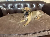 Clover, a female Miniature Pinscher and Pug for sale in Cobb, WI – Photo 5 of 7