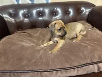 Clover, a female Miniature Pinscher and Pug for sale in Cobb, WI – Photo 7 of 7