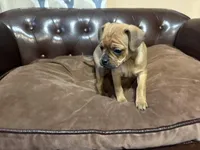 Clover, a female Miniature Pinscher and Pug for sale in Cobb, WI – Photo 2 of 7