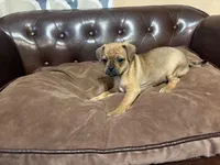 Clover, a female Miniature Pinscher and Pug for sale in Cobb, WI – Photo 3 of 7