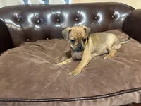 Clover, a female Miniature Pinscher and Pug for sale in Cobb, WI – Photo 4 of 7