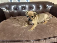 Clover, a female Miniature Pinscher and Pug for sale in Cobb, WI – Photo 6 of 7