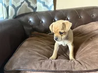 Cedar, a male Miniature Pinscher and Pug for sale in Cobb, WI – 2 of 4