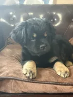 Oliver , a male Miniature Pinscher and Pug for sale in Cobb, WI – 2 of 2