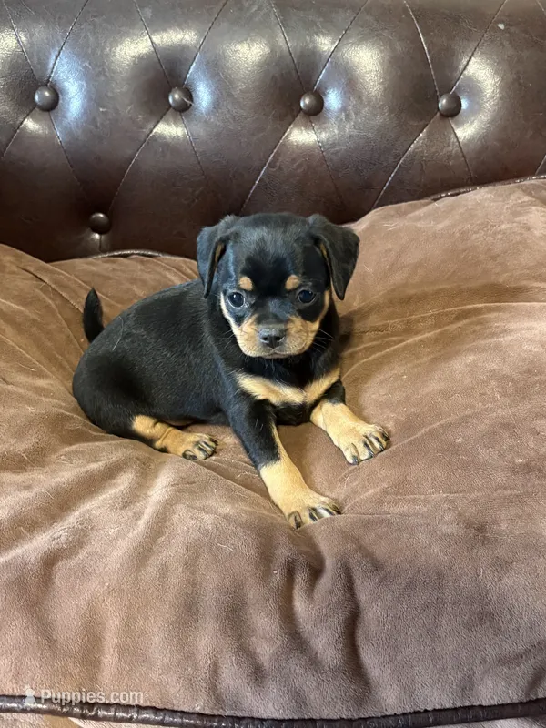 Daisy – Miniature Pinscher, Pug puppy for sale in Cobb, WI